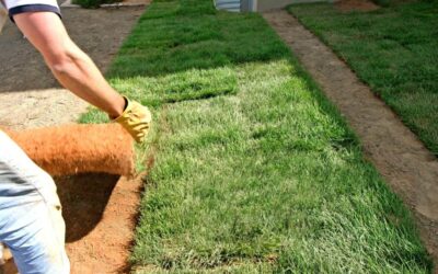 When is the best time to lay sod?